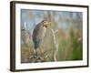 Purple Heron-Milan Zygmunt-Framed Photographic Print