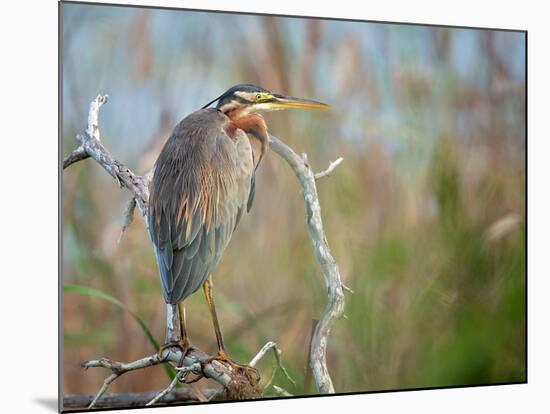 Purple Heron-Milan Zygmunt-Mounted Photographic Print