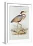 Purple Heron-Edward Lear-Framed Giclee Print