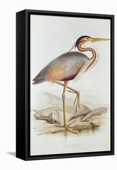 Purple Heron-Edward Lear-Framed Stretched Canvas