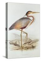 Purple Heron-Edward Lear-Stretched Canvas