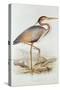 Purple Heron-Edward Lear-Stretched Canvas