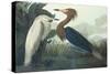 Purple Heron-John James Audubon-Stretched Canvas