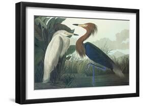 Purple Heron-John James Audubon-Framed Art Print