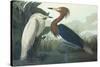 Purple Heron-John James Audubon-Stretched Canvas