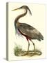 Purple Heron-John Selby-Stretched Canvas