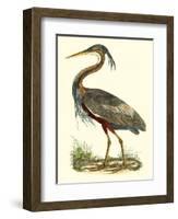 Purple Heron-John Selby-Framed Art Print