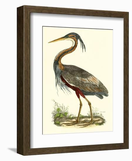 Purple Heron-John Selby-Framed Art Print