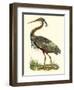 Purple Heron-John Selby-Framed Art Print