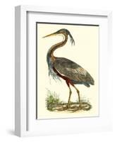 Purple Heron-John Selby-Framed Art Print