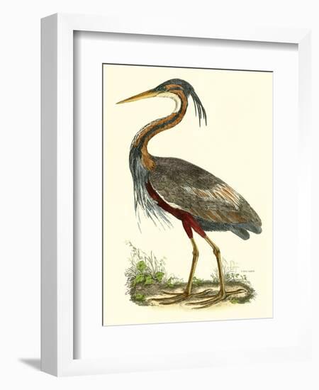 Purple Heron-John Selby-Framed Art Print