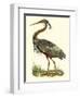 Purple Heron-John Selby-Framed Art Print