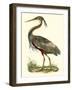 Purple Heron-John Selby-Framed Art Print