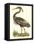 Purple Heron-John Selby-Framed Stretched Canvas