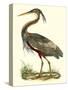 Purple Heron-John Selby-Stretched Canvas