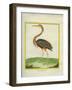 Purple Heron-Georges-Louis Buffon-Framed Giclee Print