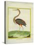 Purple Heron-Georges-Louis Buffon-Stretched Canvas