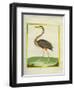 Purple Heron-Georges-Louis Buffon-Framed Giclee Print