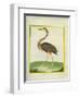 Purple Heron-Georges-Louis Buffon-Framed Giclee Print