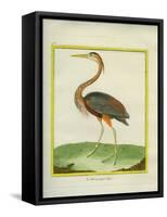 Purple Heron-Georges-Louis Buffon-Framed Stretched Canvas