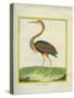 Purple Heron-Georges-Louis Buffon-Stretched Canvas