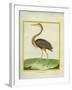 Purple Heron-Georges-Louis Buffon-Framed Giclee Print