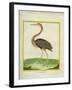 Purple Heron-Georges-Louis Buffon-Framed Giclee Print