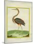 Purple Heron-Georges-Louis Buffon-Mounted Giclee Print