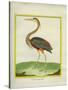 Purple Heron-Georges-Louis Buffon-Stretched Canvas