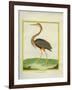 Purple Heron-Georges-Louis Buffon-Framed Giclee Print