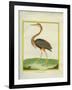 Purple Heron-Georges-Louis Buffon-Framed Giclee Print