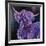 Purple Highland-Emma Catherine Debs-Framed Art Print