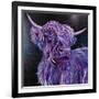 Purple Highland-Emma Catherine Debs-Framed Art Print