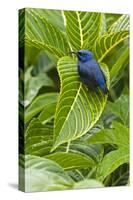 Purple Honeycreeper on Large Green Leaf-null-Stretched Canvas