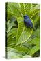 Purple Honeycreeper on Large Green Leaf-null-Stretched Canvas