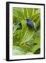 Purple Honeycreeper on Large Green Leaf-null-Framed Photographic Print