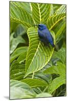 Purple Honeycreeper on Large Green Leaf-null-Mounted Photographic Print