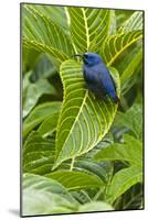 Purple Honeycreeper on Large Green Leaf-null-Mounted Photographic Print