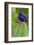 Purple Honeycreeper-Ken Archer-Framed Photographic Print