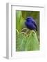 Purple Honeycreeper-Ken Archer-Framed Photographic Print