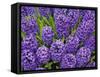 Purple hyacinth flowers, Keukenhof Gardens, Lisse, Netherlands, Holland-Adam Jones-Framed Stretched Canvas