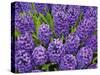 Purple hyacinth flowers, Keukenhof Gardens, Lisse, Netherlands, Holland-Adam Jones-Stretched Canvas