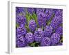 Purple hyacinth flowers, Keukenhof Gardens, Lisse, Netherlands, Holland-Adam Jones-Framed Photographic Print