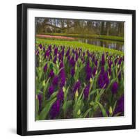 Purple Hyacinth in Spring Garden-Anna Miller-Framed Photographic Print