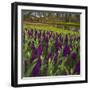 Purple Hyacinth in Spring Garden-Anna Miller-Framed Photographic Print