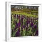 Purple Hyacinth in Spring Garden-Anna Miller-Framed Photographic Print