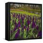 Purple Hyacinth in Spring Garden-Anna Miller-Framed Stretched Canvas