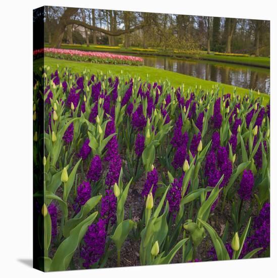 Purple Hyacinth in Spring Garden-Anna Miller-Stretched Canvas