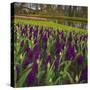 Purple Hyacinth in Spring Garden-Anna Miller-Stretched Canvas