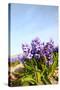 Purple Hyacinths-Ivonnewierink-Stretched Canvas